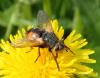 Tachina fera